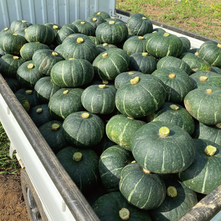 【数量限定】新拓農園のこだわり冬至かぼちゃLセット 【野菜 やさい カボチャ ほくほく 甘い おいしい パンプキン 国産 産地直送 期間限定 季節限定 茨城県 鹿嶋市】（KDC-1）
