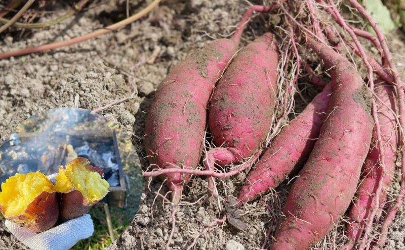 京都府産　干し芋(紅はるか) 150g×4袋　さつまいも サツマイモ 紅はるか ねっとり 自家栽培 宮津市 京都府　栽培期間中農薬・化学肥料・除草剤不使用