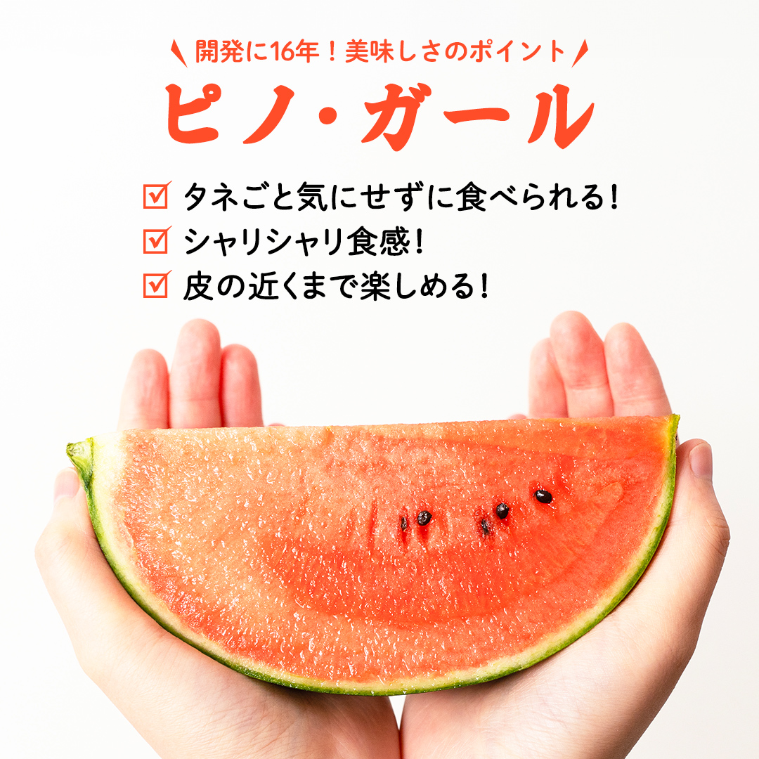 ２・福島県・TETUKO・ピノガール 小玉 スイカ ピノ・ガール 2玉 【出荷時期：2025年7月中旬頃