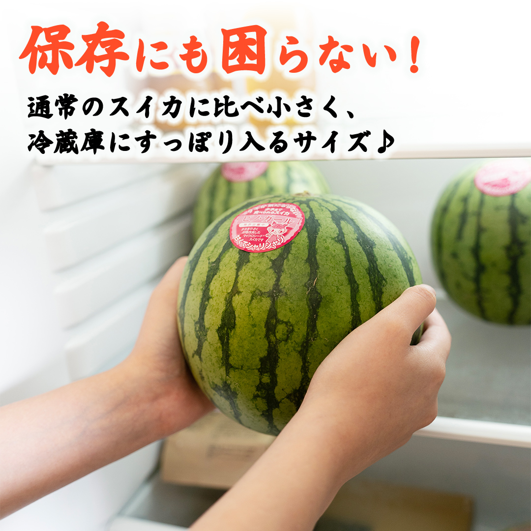 こだますいか 「 ピノ・ガール 」 1玉 2026年産 先行予約 筑西