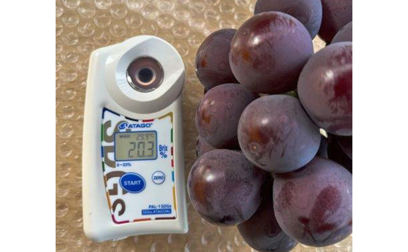 ぶどう 2026年 先行予約 ぶどう農園直送 朝採れ ニューピオーネ 大粒 2kg以上(約4～5房) ブドウ 葡萄 岡山県 赤磐市産 フルーツ 果物 ギフト