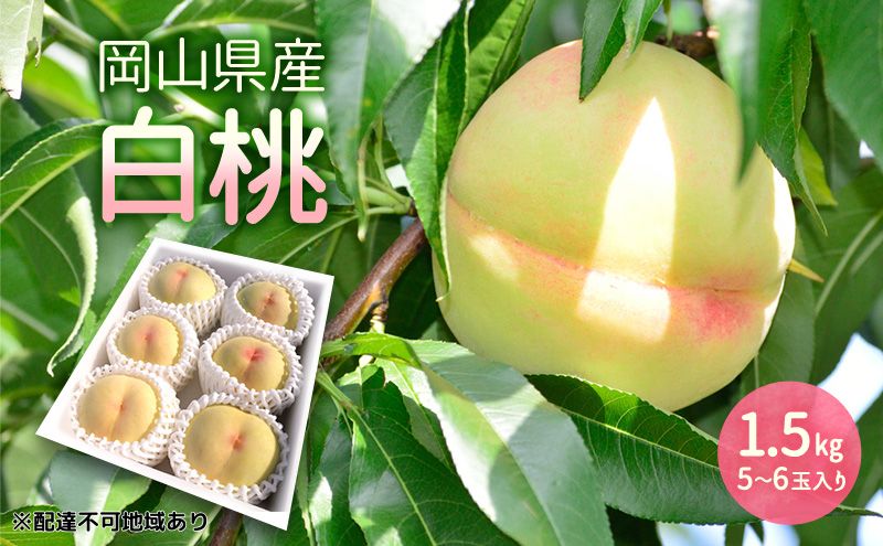 もも 2026年 先行予約 岡山県産 白桃 1.5kg (5玉～6玉入り) 桃 モモ フルーツ 果物 岡山 赤磐市