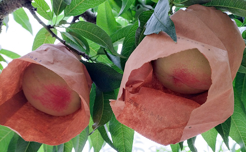 もも 2026年 先行予約 岡山県産 白桃 1.5kg (5玉～6玉入り) 桃 モモ フルーツ 果物 岡山 赤磐市