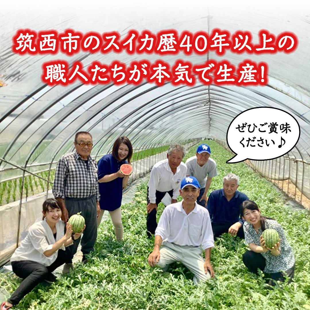 茨城県筑西市のふるさと納税 【 訳あり 】 こだますいか 「 ピノ・ガール 」 2玉 2026年産 先行予約 筑西ブランド こだまスイカ 小玉スイカ すいか スイカ フルーツ 果物 [AF081ci]