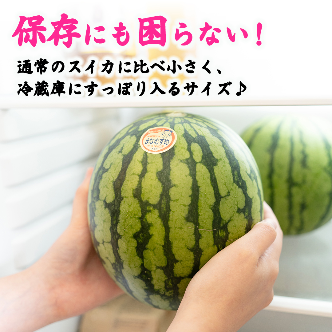 茨城県筑西市のふるさと納税 【 訳あり 】 こだますいか 「 愛娘 」 1玉 2026年産 先行予約 筑西ブランド こだまスイカ 小玉スイカ すいか スイカ フルーツ 果物 [AF083ci]