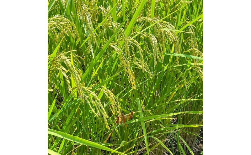 令和7年産新米 魚沼産コシヒカリ【精米】5kg