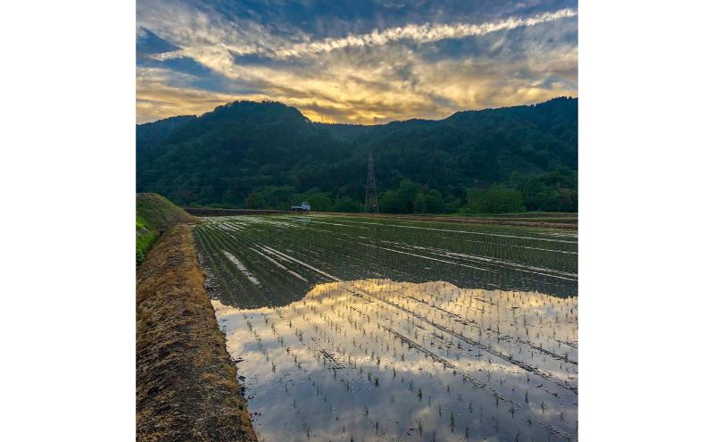 令和7年産新米 魚沼産コシヒカリ【精米】10kg
