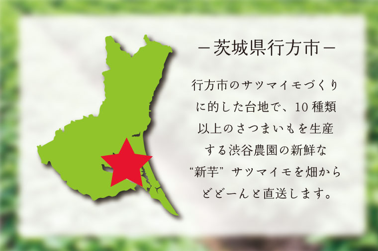 茨城県行方市のふるさと納税 【12ヶ月定期便】渋谷農園の毎月食べ比べさつまいも 約10kg｜さつまいも サツマイモ さつま芋 お芋 食べ比べ 定期便 毎月 紅はるか きみまろこ シルクスイート 栗かぐや 渋谷農園 さつまいも博 茨城県産 茨城県 行方市(BZ-22)