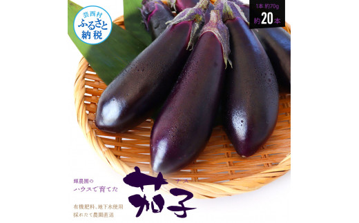 [CF-R5cbs][先行予約]KYN001 茄子(1本約70g)約20本入り - 高知県産 芸西村 ナス なす 野菜 新鮮 お取り寄せ 美味しい 煮浸し 味噌汁 麻婆茄子 料理 ふるさとのうぜい 故郷納税 7000円 返礼品 高知県 高知
