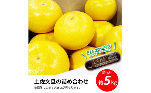【CF-R5cbs】TKA044　先行予約 土佐の柑橘 土佐文旦 5kg 詰め合わせ ちょっと ムッキーちゃん（皮むき機）付き 文旦 ぶんたん ブンタン 柑橘 高知県 高知 返礼品 故郷納税 10000円 果物 くだもの フルーツ お取り寄せ 美味しい おいしい ご家庭用 ご自宅用 規格外サイズ 傷 訳あり