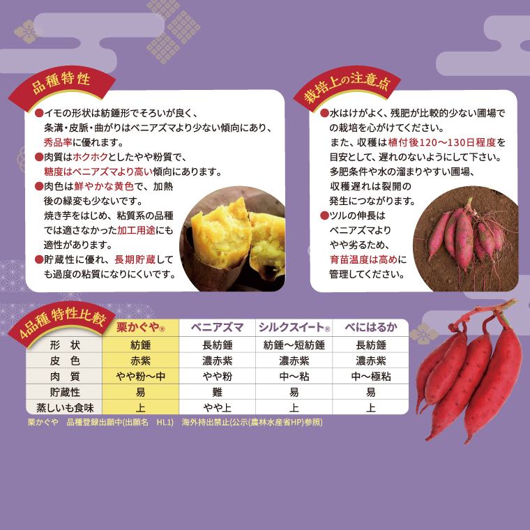 【2026年7月より順次発送】希少な新品種！７月限定「行方の黄福(栗かぐや)」さつまいも 約10kg｜さつまいも サツマイモ さつま芋 お芋 希少 新品種 栗かぐや 先行予約 茨城県 行方市(AE-89)