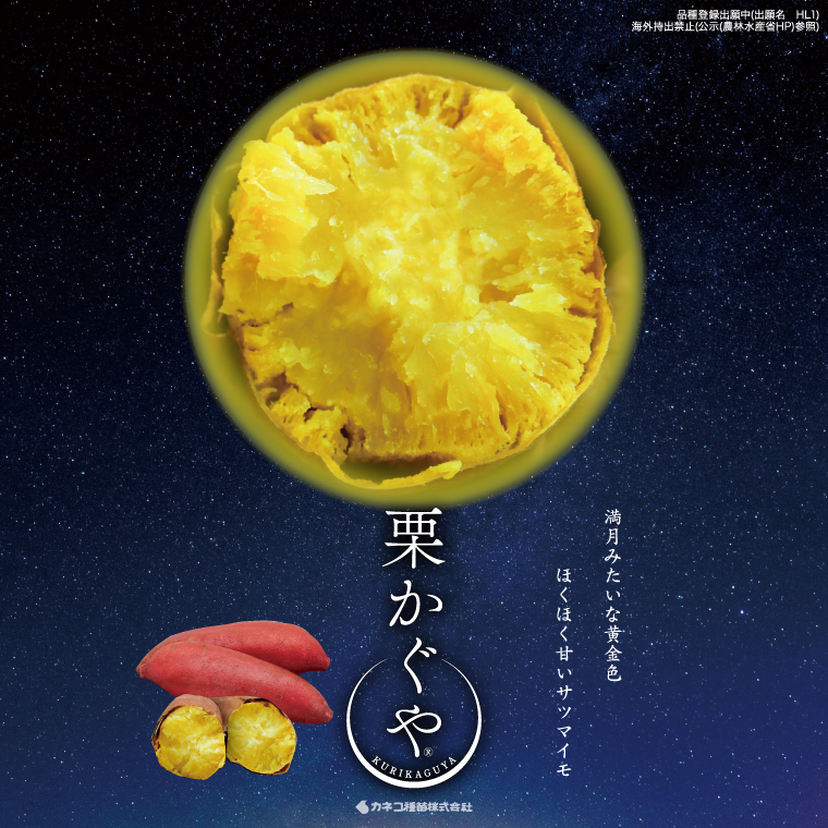 【2026年7月より順次発送】希少な新品種！７月限定「行方の黄福(栗かぐや)」さつまいも 約10kg｜さつまいも サツマイモ さつま芋 お芋 希少 新品種 栗かぐや 先行予約 茨城県 行方市(AE-89)