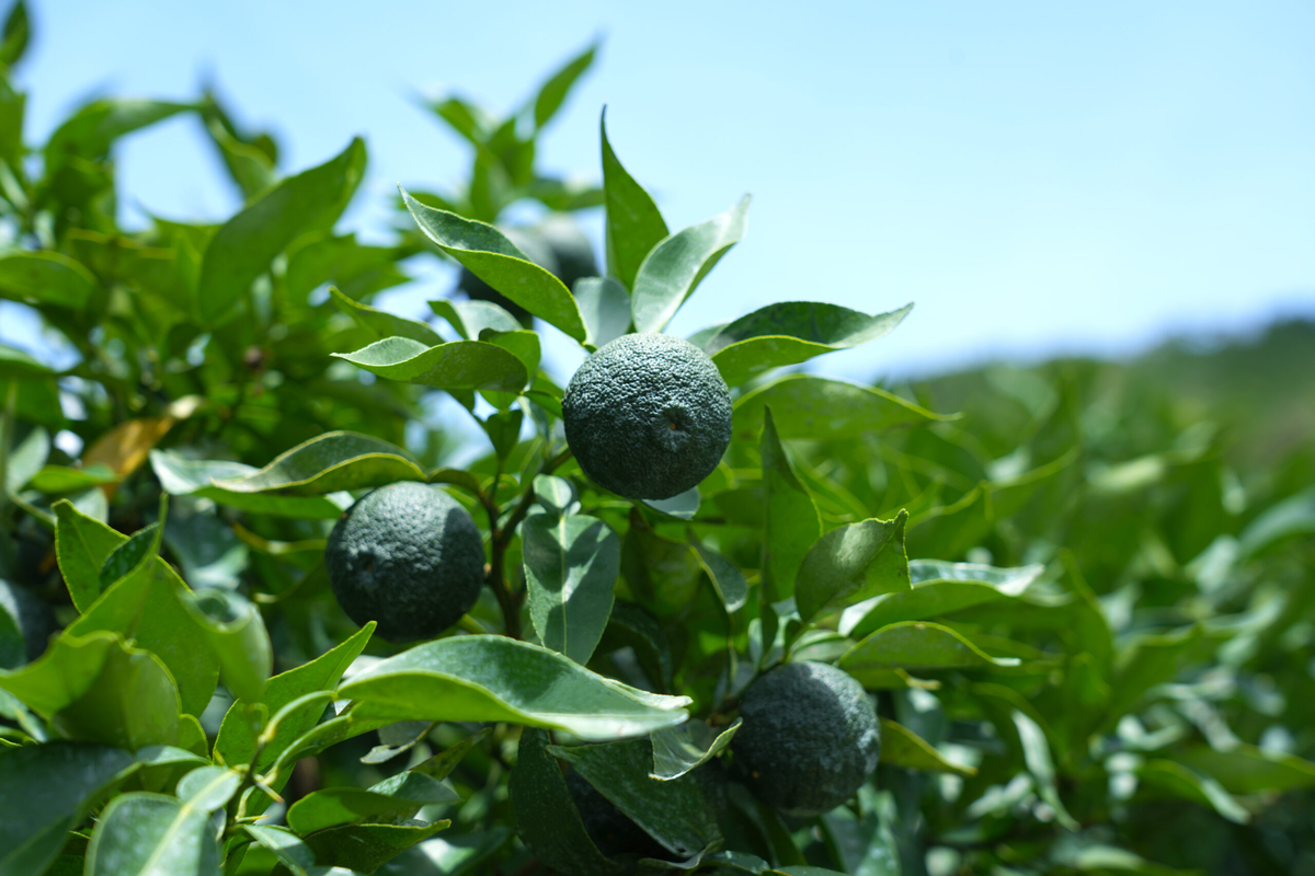 スキンケアumaji 青いゆずリンクル化粧水 /150ml 美肌