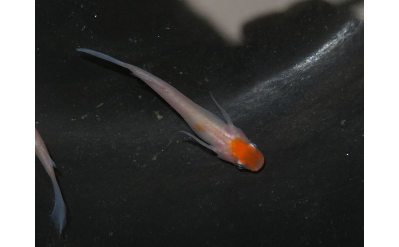 メダカ 松井ヒレ長リンカ紅白 めだか 魚 観賞魚 観賞用 飼育 ペット 淡水 生体 生物 西正ナチュラルライフ 嵐山町 埼玉県