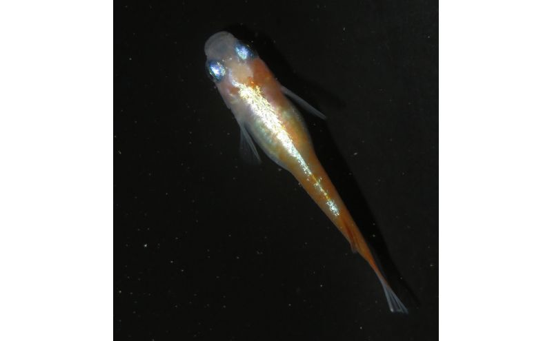 メダカ リンカ紅白体外光 めだか 魚 観賞魚 観賞用 飼育 ペット 淡水 生体 生物 西正ナチュラルライフ 嵐山町 埼玉県