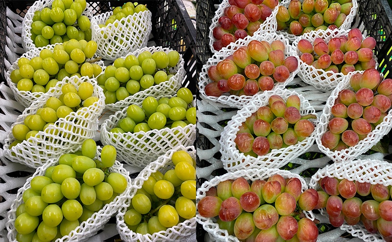 [先行受付] 北海道 仁木町 ぶどう 食べ比べ 各1房 シャインマスカット バイオレッドキング ブドウ マスカット 果物 くだもの フルーツ [嶋田茂農園]