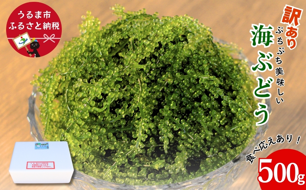 【うるま市産】訳あり海ぶどう　500g（茎付き）