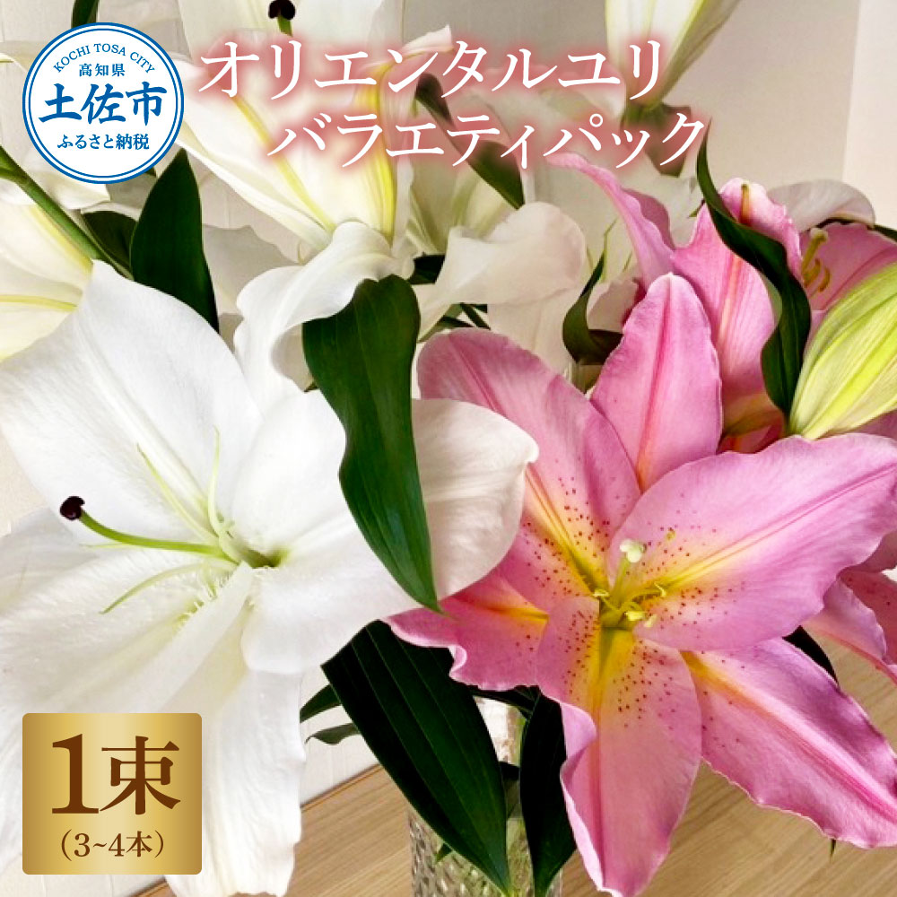 ymyszIG^ oGeBpbN 1(13`4{ 15ֈȏ)  ͂ ԑ    S Q ڂ ӏ ӏܗp  傫 炭 傫 lߍ킹 v[g 蕨 Y