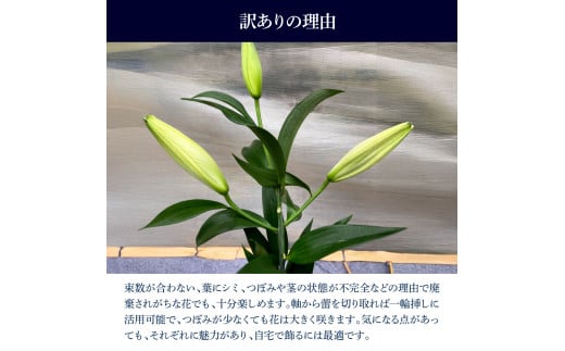 訳あり オリエンタルユリの詰め合わせ 1束(1束4～6本 15輪以上) 