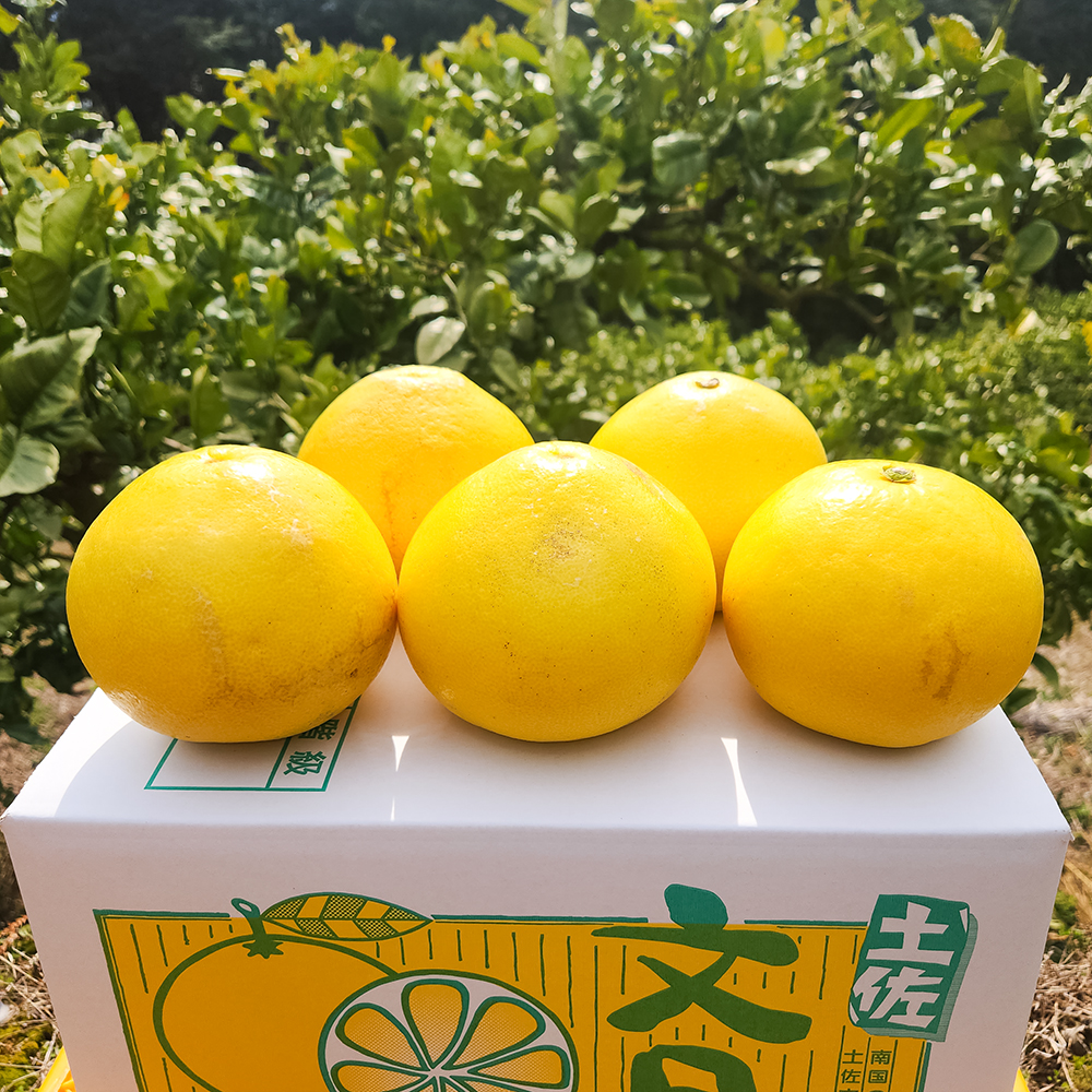 陽健遥ママ 高知特産　土佐文旦　大玉3L〜4Lサイズ　20kg 限定4L.3L 文旦 20kg 03 【公式通販】 陽健遥ママ様専用 高知特産