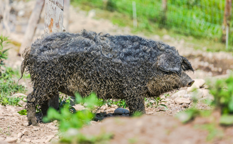 国宝・十勝ロイヤルマンガリッツァ豚 塩しゃぶしゃぶ ロース400g・バラ400g 食べ比べ 北海道 幕別町 【 豚肉 豚 しゃぶしゃぶ 塩 湖塩 冷凍 生 】 丸勝十勝ヒルズ