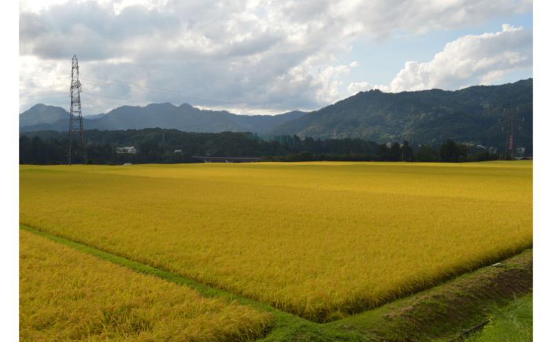 【令和7年産】魚沼産コシヒカリ金印(精米)5kg 米 お米 こしひかり 精米 中魚沼 新潟県 十日町市