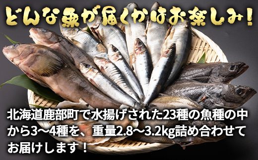 【定期便】北海道産 訳あり 冷凍鮮魚セット Ｌサイズ 2.8～3.2kg 年4回お届けコース 総重量11.2kg～12.8kg 【漁師応援プロジェクト】鮮魚ボックス 詰め合わせ