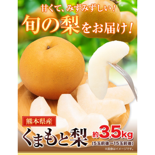 熊本県長洲町のふるさと納税 【2026年先行予約】梨 くまもと梨 秋 旬 なし 季節限定 幸水 豊水 先行 果物 くだもの フルーツ ナシ 梨 先行予約 送料無料 あきづき 甘太 新高 新興 約3.5kg 5玉～15玉前後 熊本県産【着日指定不可】《2026年8月下旬‐11月中旬頃より出荷》旬 果物 お取り寄せ
