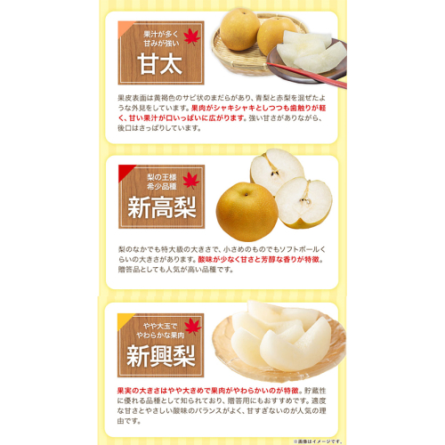 ランキング1位！】梨 くまもと梨 秋 旬 なし 季節限定 幸水 豊水