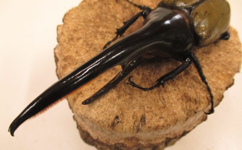 ヘラクレスオオカブト ペア 成虫 オス 130mm前後 メス お任せ カブトムシ 昆虫 生き物 生体  プレゼント 贈り物 ギフト 子供 男の子  香川 香川県 東かがわ市　