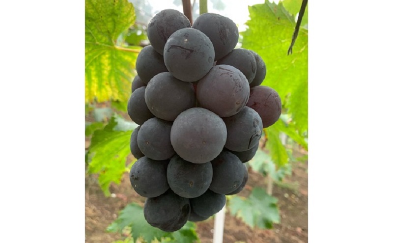 ぶどう 【2026年 先行予約】 種なし完熟 ニューピオーネ  3～5房 合計約2kg ブドウ 葡萄 岡山県産 国産 フルーツ 果物 渡邊農園