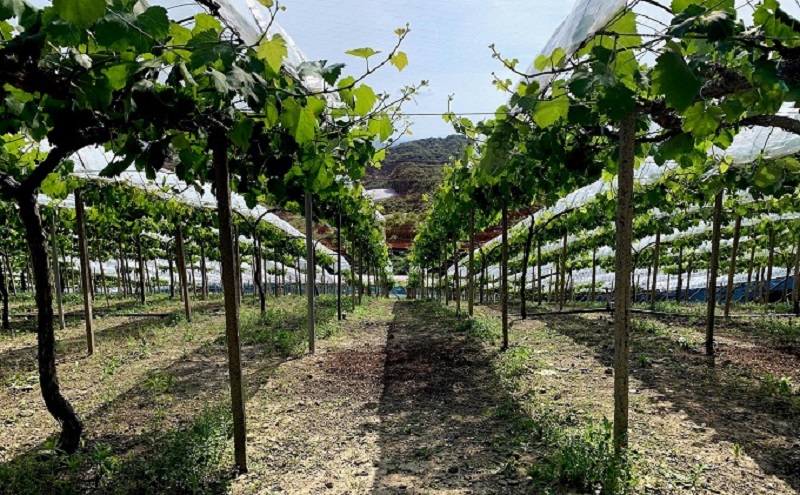 ぶどう 【2026年 先行予約】 種なし完熟 ニューピオーネ  3～5房 合計約2kg ブドウ 葡萄 岡山県産 国産 フルーツ 果物 渡邊農園