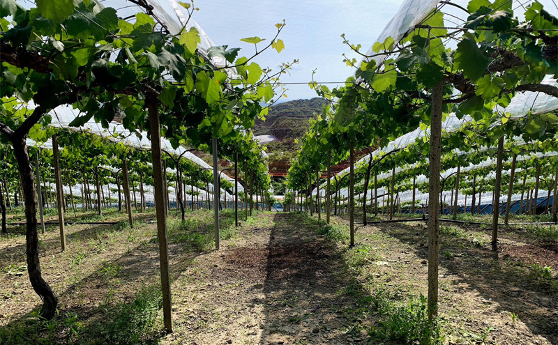 ぶどう 【2026年 先行予約】 シャインマスカット 3～5房 合計約2kg/ 種無し ブドウ 葡萄 岡山県産 国産 フルーツ 果物 渡邊農園