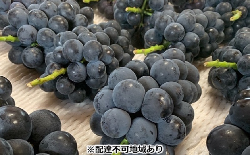 ぶどう 【2026年 先行予約】 種なし完熟 ニューピオーネ  3～5房 合計約2kg ブドウ 葡萄 岡山県産 国産 フルーツ 果物 渡邊農園