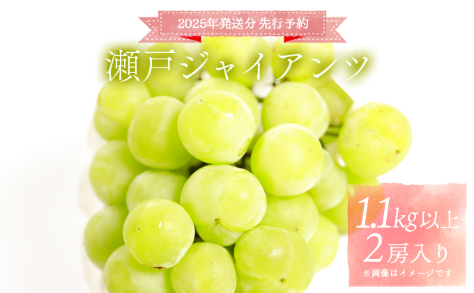 [2025年発送分 先行予約]梅村ファーム 朝摘み直送 瀬戸ジャイアンツ(2房入り 1.1kg以上)[030-a012]