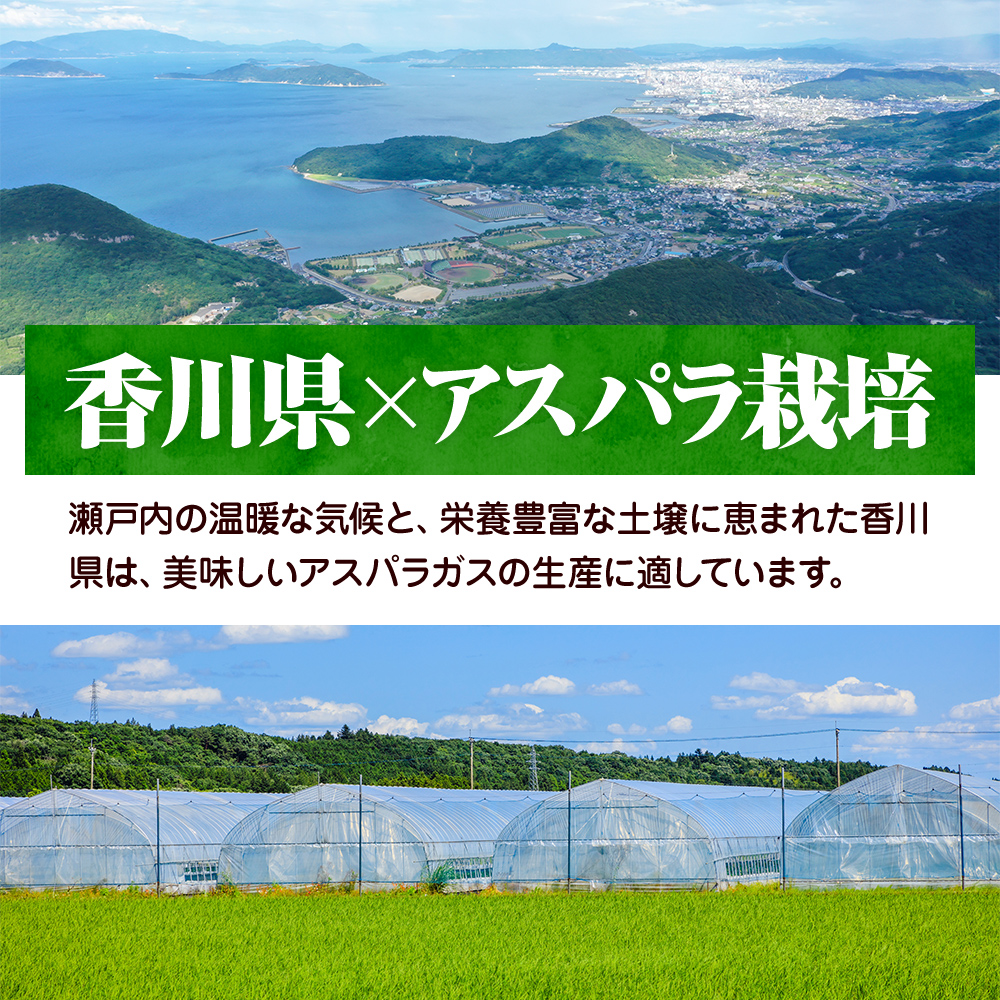 アスパラガス【さぬきのめざめ】約1kg　LM混合