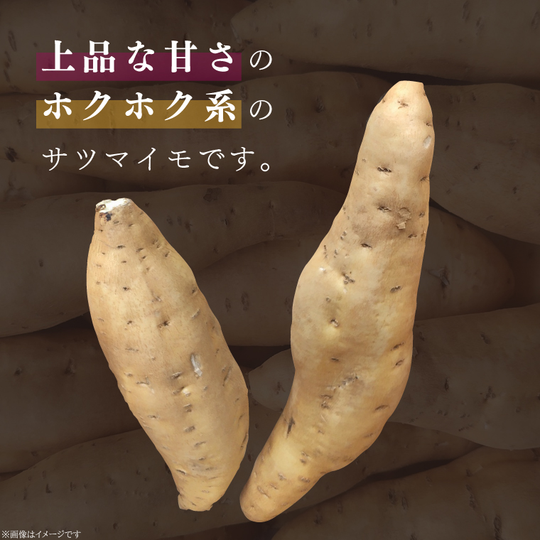 【2025年11月より順次発送】2025年度産 さつまいも しろほろり 約5kg｜さつまいも 芋 お芋 しろほろり 渋谷農園 先行予約 茨城県 行方市(BZ-41)