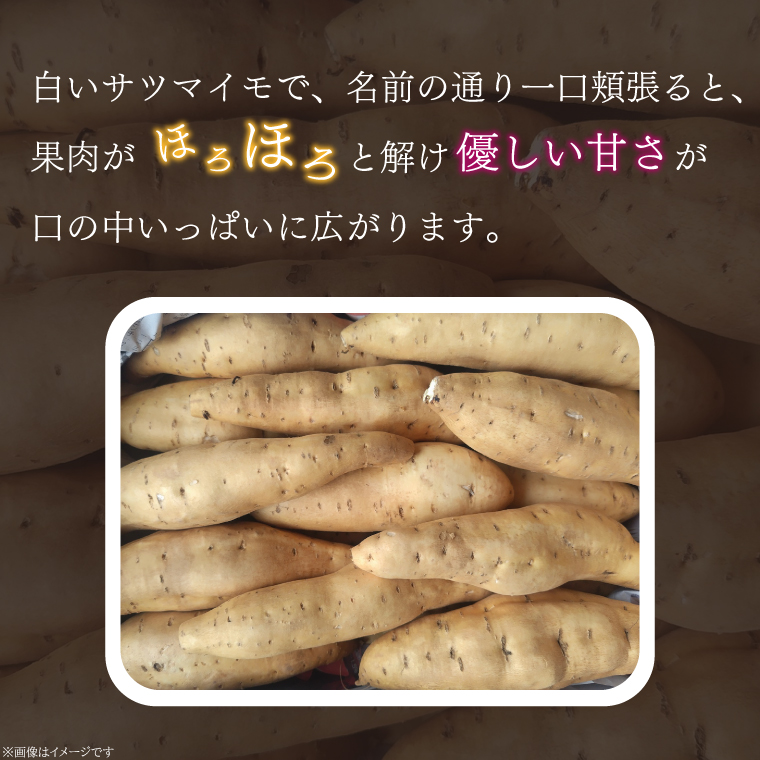 【2025年11月より順次発送】2025年度産 さつまいも しろほろり 約10kg｜さつまいも 芋 お芋 しろほろり 渋谷農園 先行予約 茨城県 行方市(BZ-42)