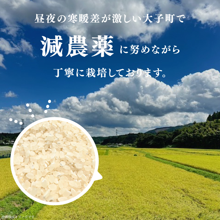 【 令和7年産】つやつや光る 新米コシヒカリ 5kg 菊池農園｜茨城県 大子町 お米 白米 精米 産地直送（CL001-1）