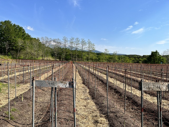 アスパラガス 先行予約 夏アスパラガス 約1kg+100g M～2L 混合 川田農園 アスパラ グリーンアスパラ 野菜 夏野菜 旬 旬の野菜 産地直送 2026年 2026 予約 青森 冷蔵 冷蔵配送 7月～9月発送