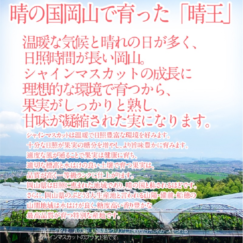 2025年予約受付中【 2回定期便】 プレミアム シャインマスカット 晴王 2房約1.15kg/ 岡山県 船穂産 赤秀品 種無し 皮ごと食べる みずみずしい 9月10月に1回づつ届け フレッシュ 晴れの国 おかやま 果物大国 彩美菜果