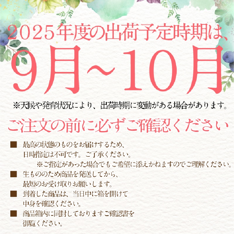 2025年予約受付中【 2回定期便】 プレミアム シャインマスカット 晴王 2房約1.15kg/ 岡山県 船穂産 赤秀品 種無し 皮ごと食べる みずみずしい 9月10月に1回づつ届け フレッシュ 晴れの国 おかやま 果物大国 彩美菜果