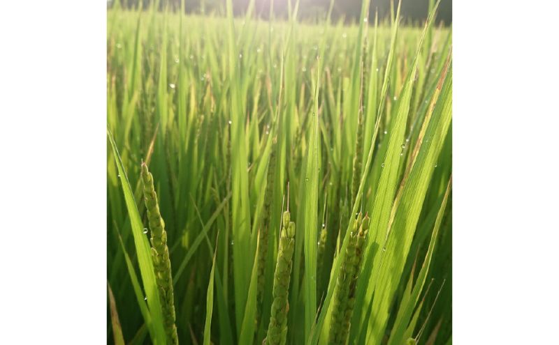 特別栽培米　日進市産もち米　5kg×1 餅米 5kg 