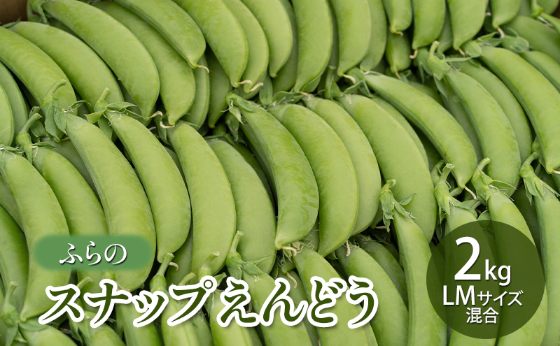 【2026年夏発送】ふらの スナップえんどう 2kg LMサイズ混合 バラ 北海道 富良野市 野菜 新鮮 直送 スナップえんどう 道産 ふらの 送料無料 数量限定 先着順