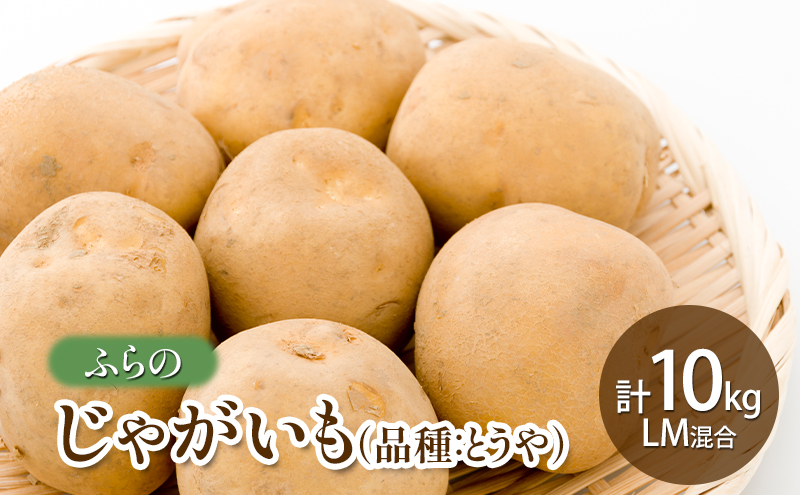 ykCxǖszy2026NHzӂ ႪiiFƂj 10kg LM kC xǖs  VN  |eg Ƃ Y ӂ  ʌ 撅