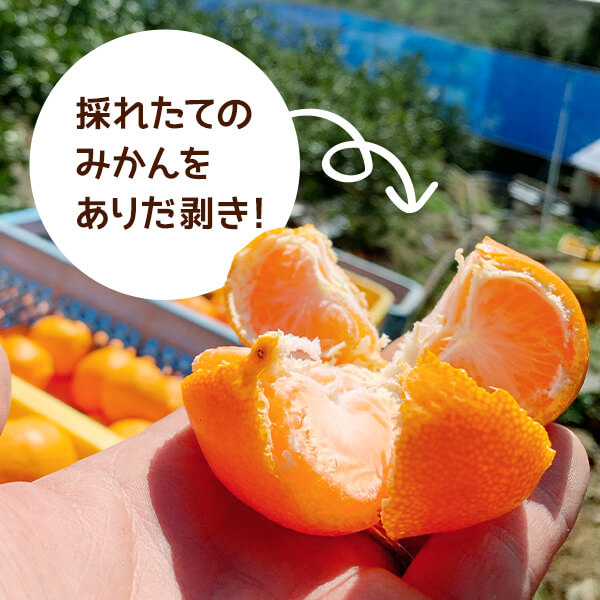 MK1002_みかん Ｍサイズ 秀品 箱込 2.5kg ( 内容量 2.3kg ) 有田みかん 濃厚 甘み 濃縮 温暖 好条件 和歌山県産 産地直送 贈答用 贈り物 ギフト のし対応 フルーツ デザート 和歌山県 湯浅 お取り寄せ お取り寄せフルーツ 送料無料 みかんの会