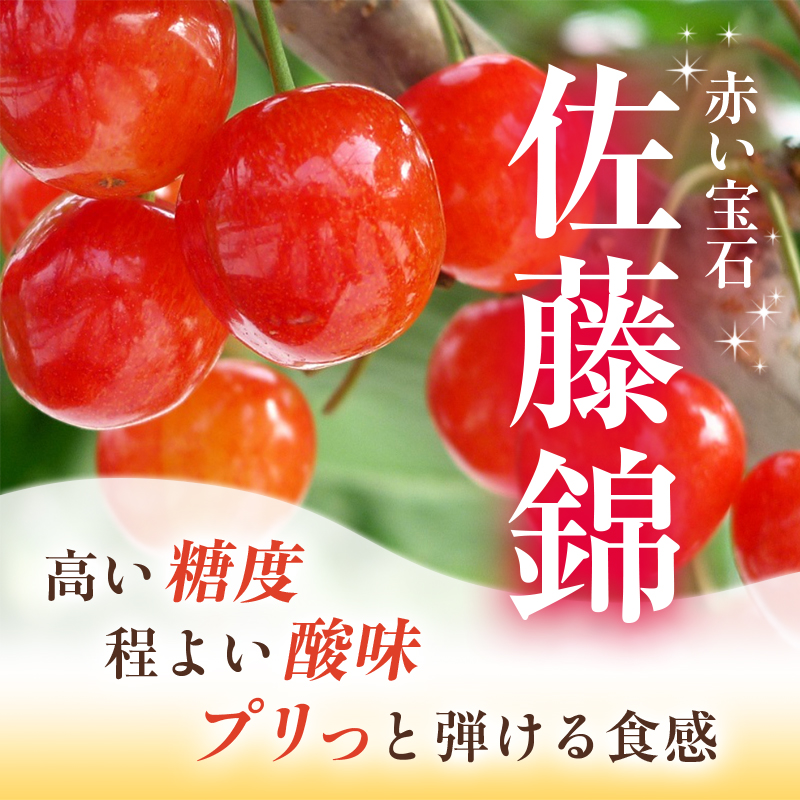 北海道仁木町のふるさと納税 [先行受付] さくらんぼ  佐藤錦 さくらんぼ Lサイズ以上 300g（300g×1パック） 化粧箱入  サクランボ チェリー フルーツ 果物 果物類 ギフト 贈答品 北海道 仁木町 仁木 [小林信幸]