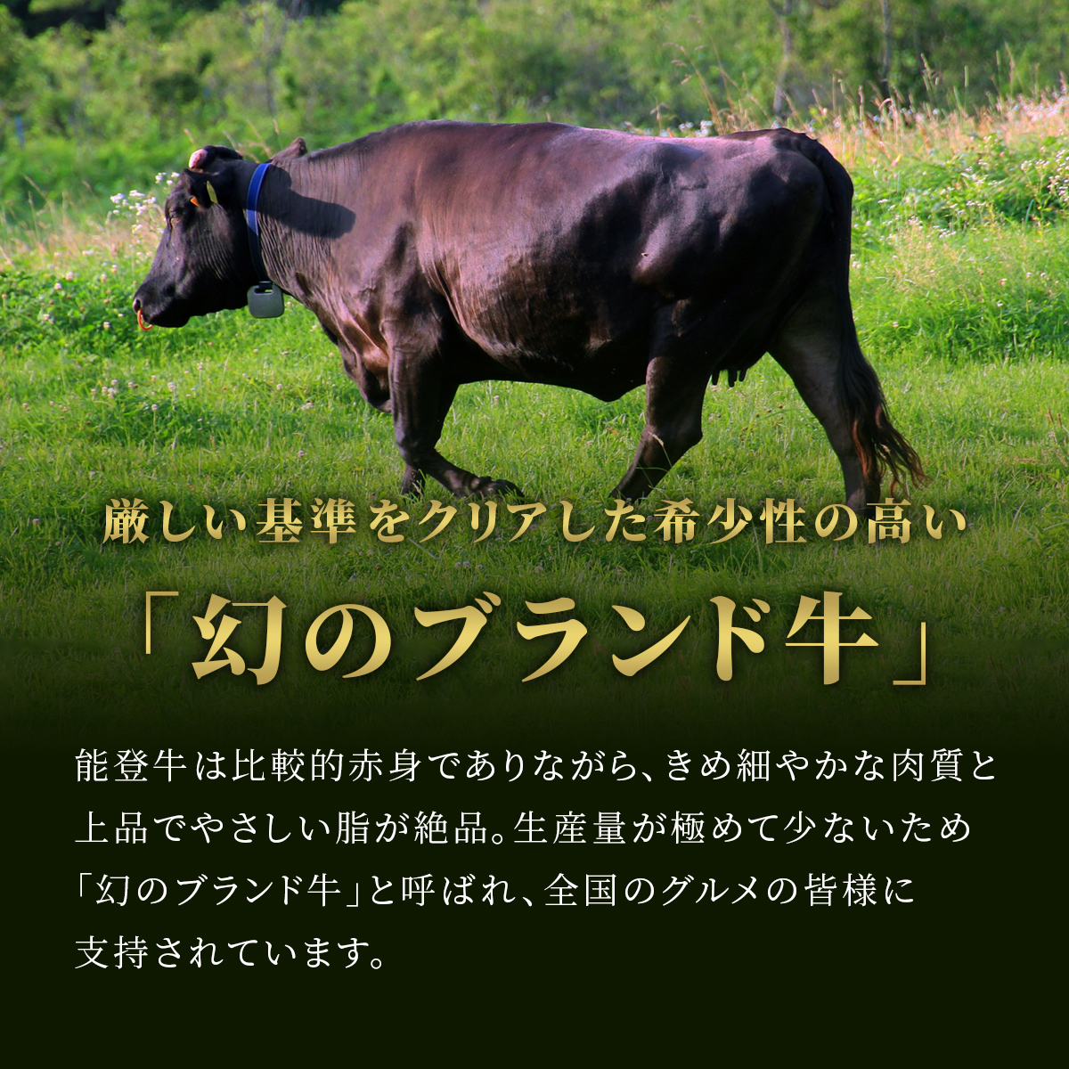 肉【和牛セレブ】能登牛　牛肩（ウデ） 焼肉 500g（200g+300g） 黒毛和牛 霜降り ギフト 石川県 能美市