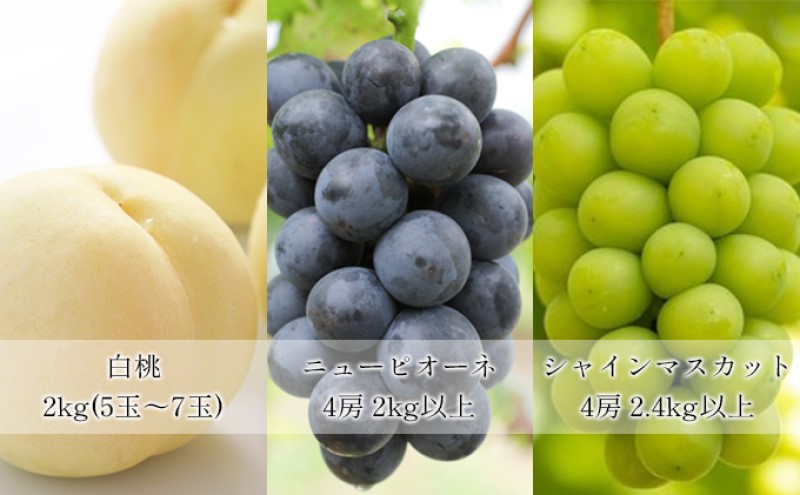 フルーツ 定期便 【2026年 先行予約】 晴れの国 旬の 果物 3回お届け便 岡山 白桃 2kg(5玉～7玉) ニュー ピオーネ 4房2kg以上  シャインマスカット 4房(2.4kg以上) 岡山県産 国産 セット ギフト