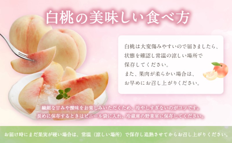 桃 【2026年 先行予約】 晴れの国 おかやま の 白桃 2kg(5玉～7玉) もも モモ 岡山県産 国産 フルーツ 果物 ギフト